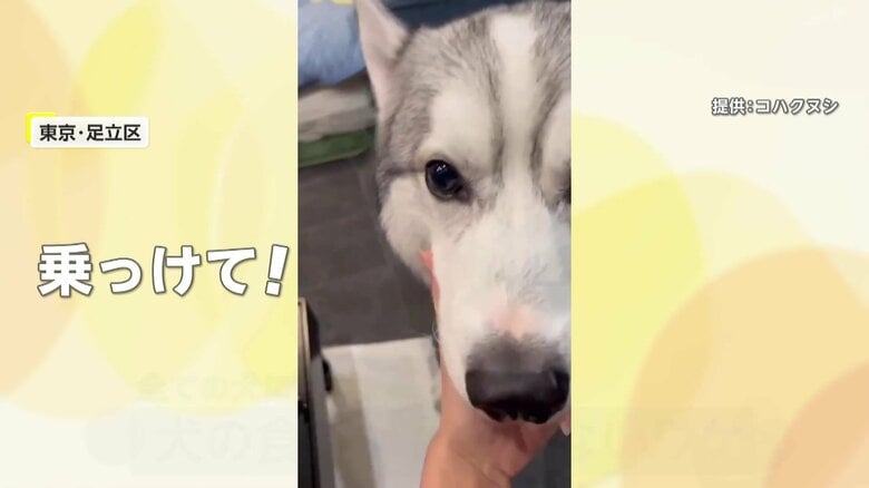 東京・足立区のおやつ好きのシベリアンハスキー