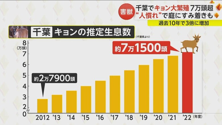 野生化したキョンは過去10年で約3倍に