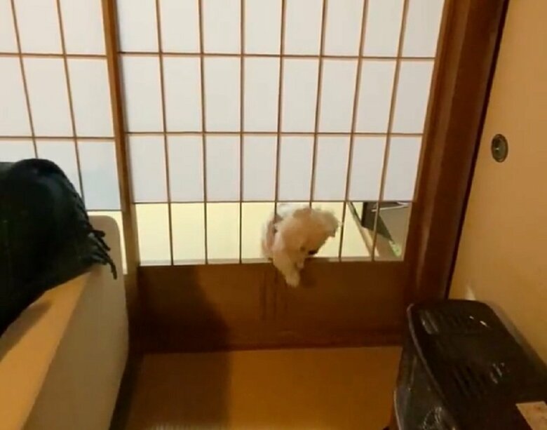 前脚を通し…