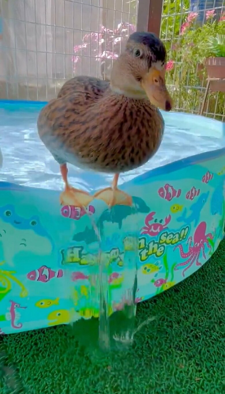 落ちる様子は全くない！