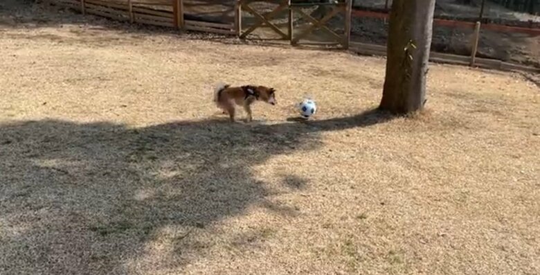 誰もいないミニランでボール遊び