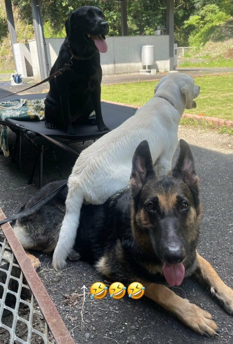 訓練の先生役のシェパードの上に堂々とお尻を乗せて…（奥は同居犬の、のあちゃん）