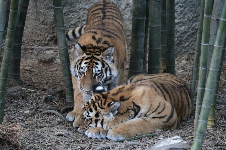 （提供：浜松市動物園）