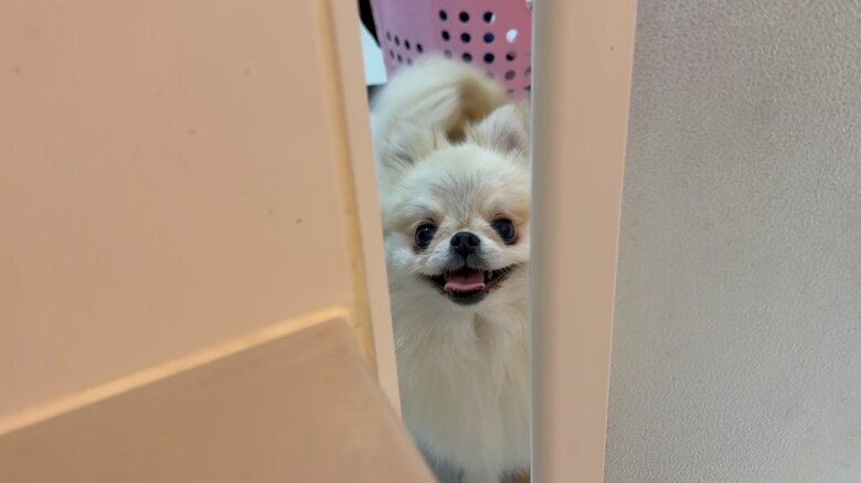 ストーカーなクララちゃんは覗きの常習犯（提供：愉快な3姉妹ポメラニアンちゃんねるさん）