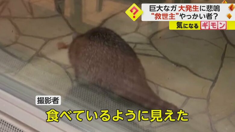 （視聴者撮影）