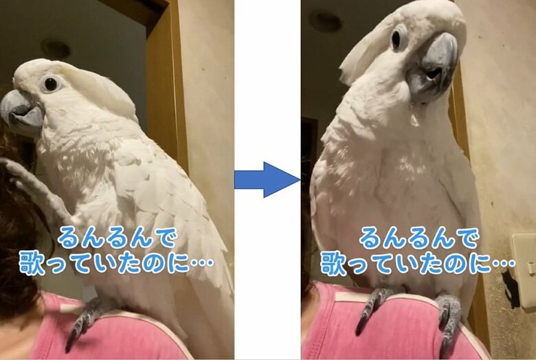 ぴかぴかさんの肩の上でるんるんのさんたくん