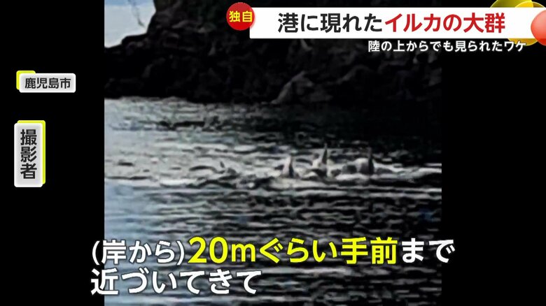 イルカの群れが泳ぐ様子