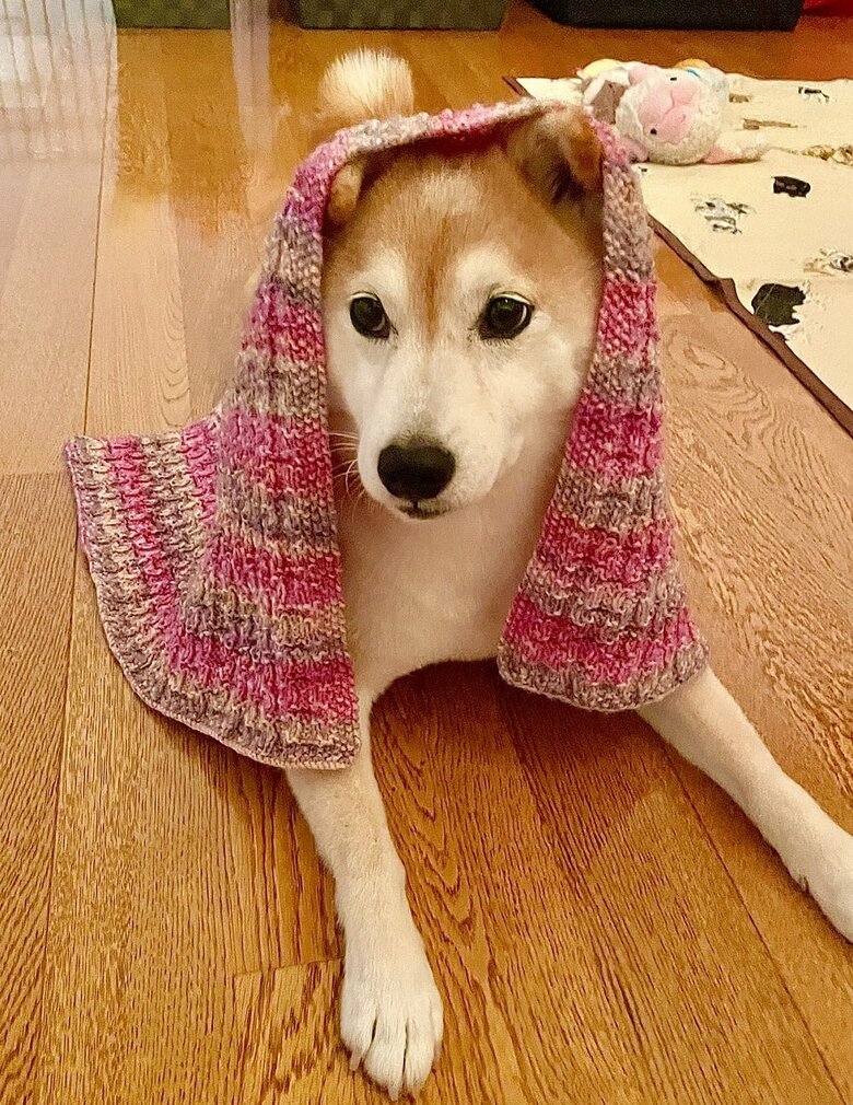 もらったブランケットをかぶって