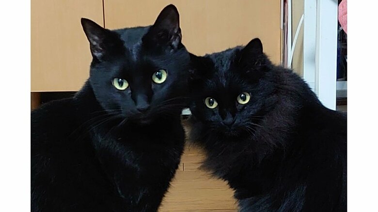 動画に登場したオレオくん（左）とティラミスちゃん。（提供：現代美術二等兵ふじわらさん）