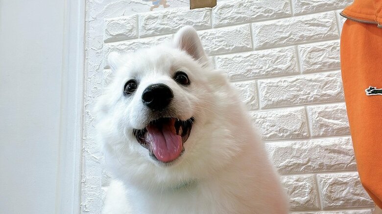 ワクチン接種前のいくじさんの愛犬