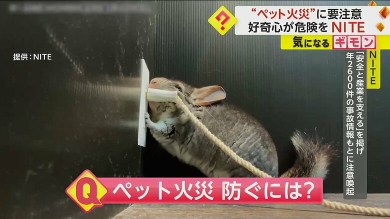 電源コードをかじる小動物のペット