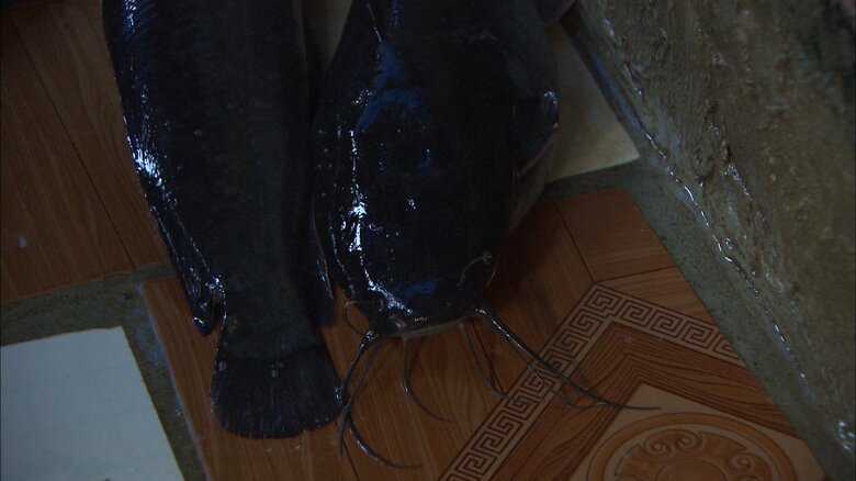 ベトナムのナマズ