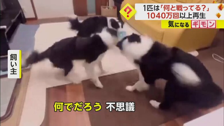 頭をぶんぶん振り回す3匹