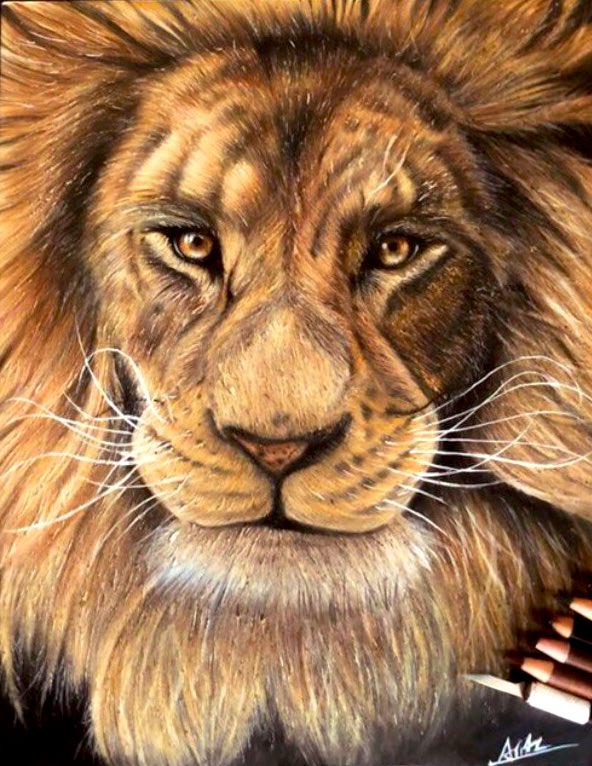 ライオン（提供：ARIAさん）