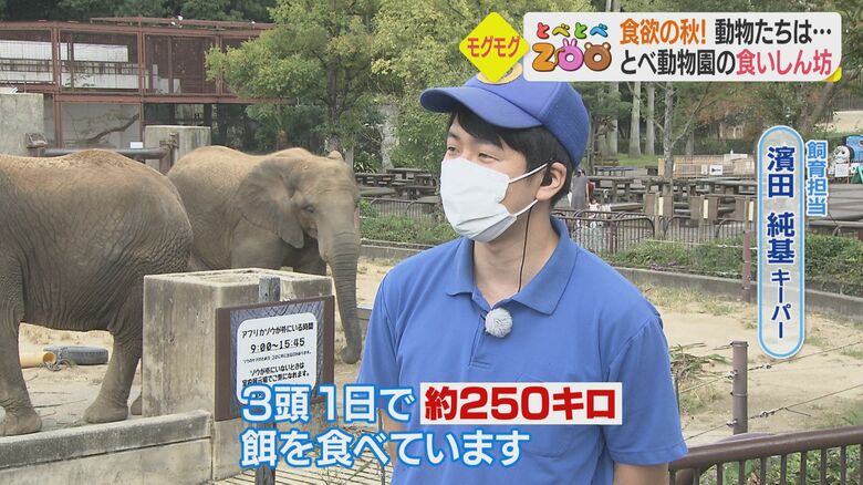 とべ動物園 飼育担当・濱田純基キーパー