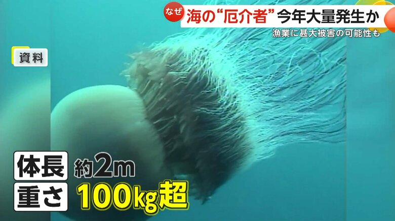 大きいものは体長約2メートル、重さは100kgを超えるエチゼンクラゲ