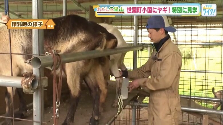 ヤギの乳を手搾りする息子の重丸雅紀さん