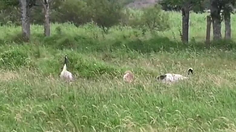 特別天然記念物タンチョウなどへの影響が懸念（提供：猛禽類医学研究所）