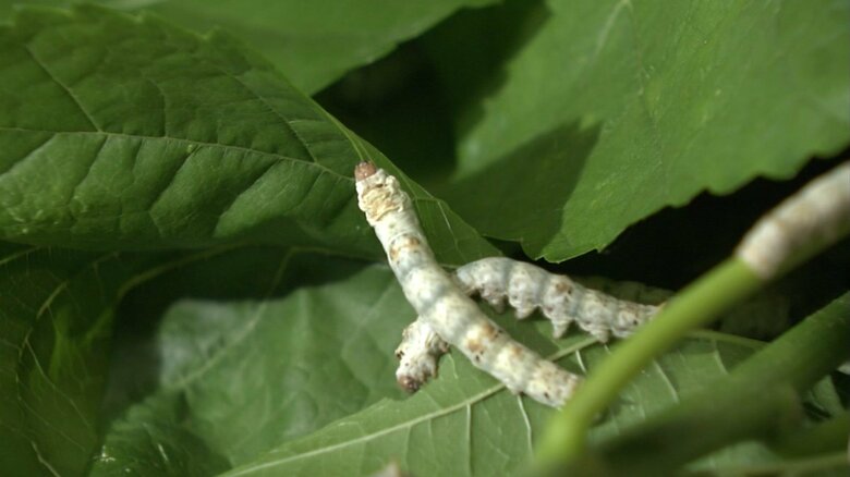 雅子さまは、30日、「ご給桑」を行われた