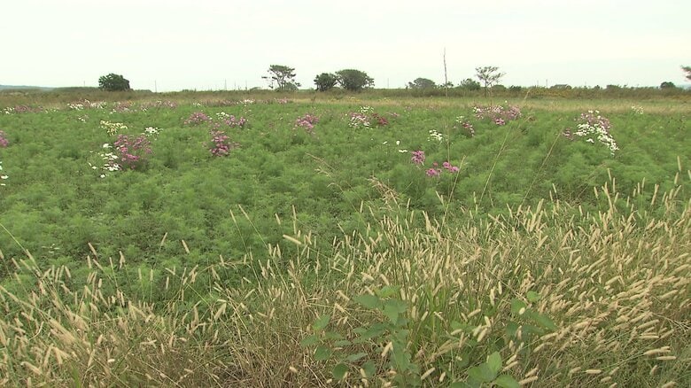 2024年10月25日　コスモスがまばらにしか咲いていない