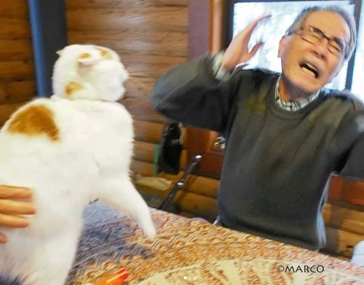 メイくんに猫パンチをやられた瞬間のお父さん（提供：MARCOさん）