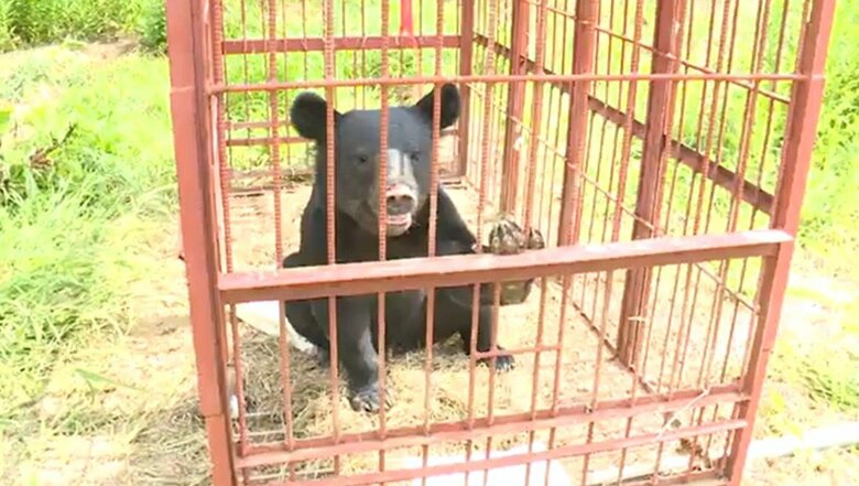 箱わなにかかったクマ