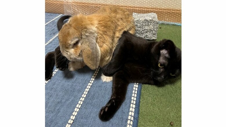 レスリングなどをして遊んでいるという