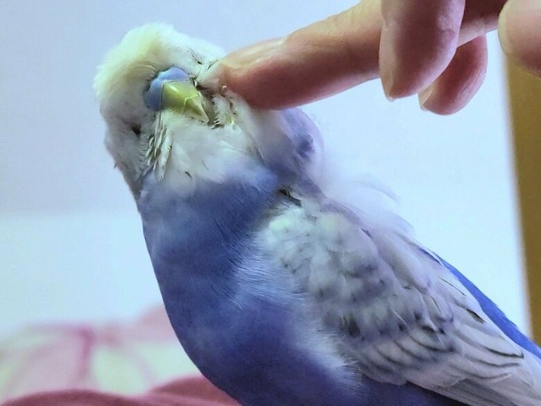 顔をなでられて気持ちよさそう。目が周囲の羽根に埋もれて小さく見える