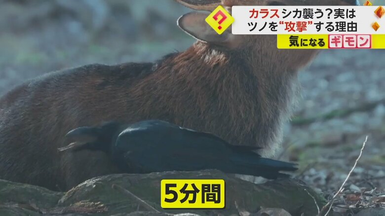 カラスは約5分間、シカのツノの皮をはいで食べていたという