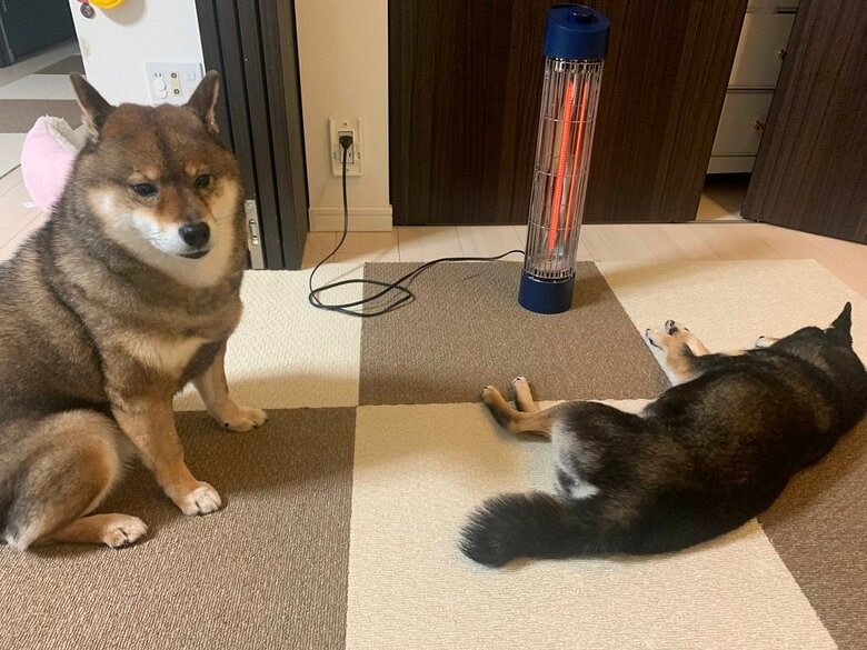 左：花ちゃん　右：あずきちゃん