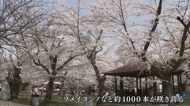 公園内には約1000本のソメイヨシノなどが植えられている
