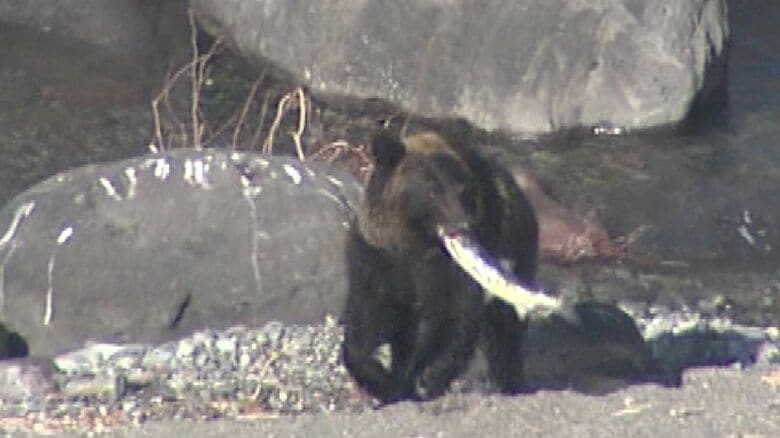 カラフトマスが不漁