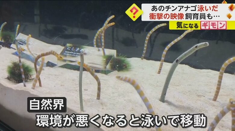 （京都水族館）