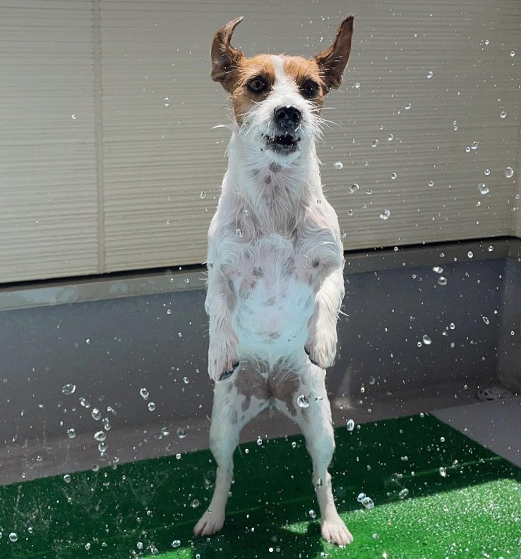 お外での水浴びも楽しい！