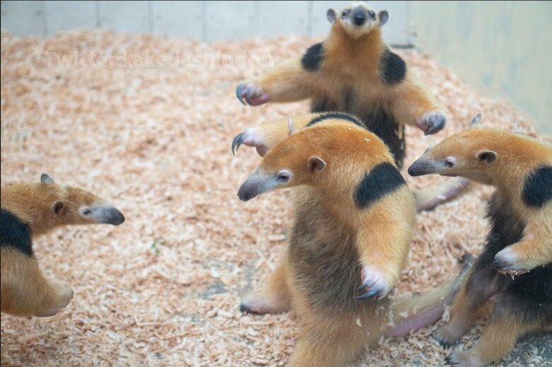 「ミナミコアリクイ」（提供：はなまるかけだしうどんさん）