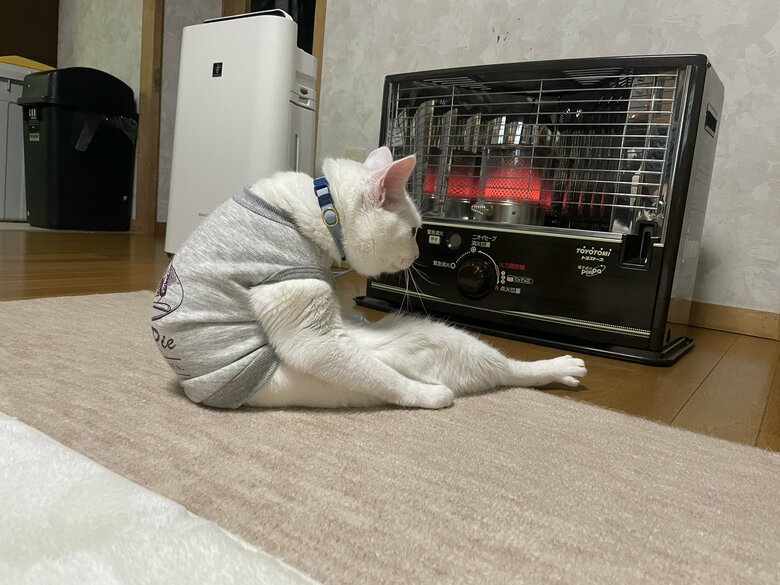 提供：しんばぷーさん