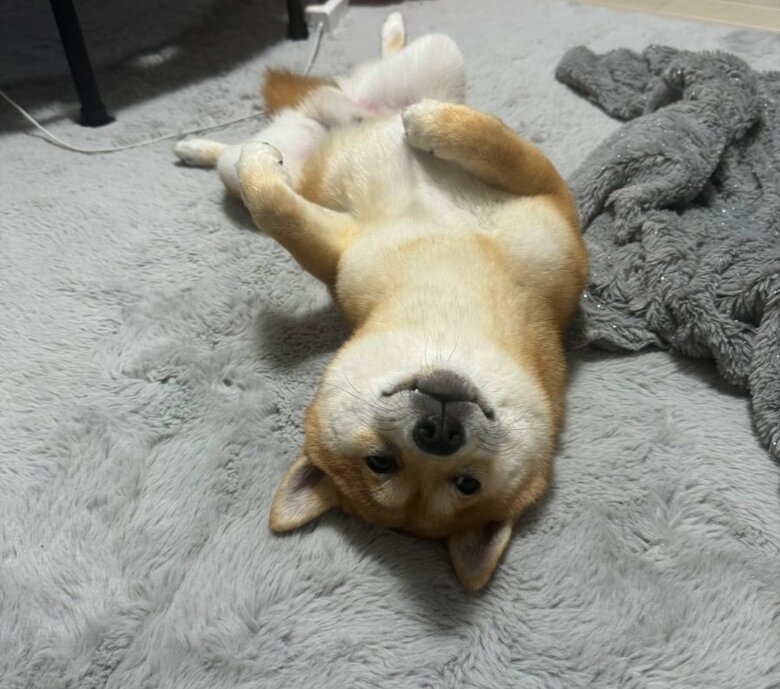 提供：わさび一族さん