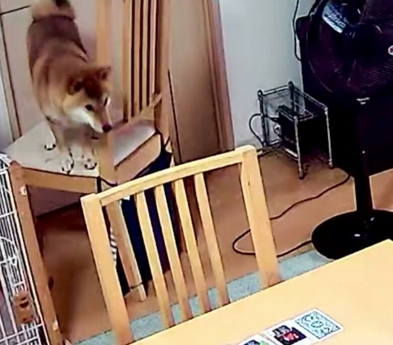 提供：柴犬勇者むぎさん
