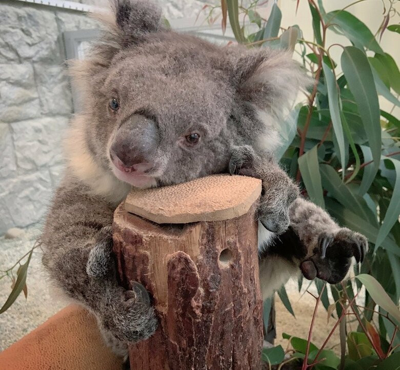 止まり木はお気に入りの場所（提供：イングランドの丘）