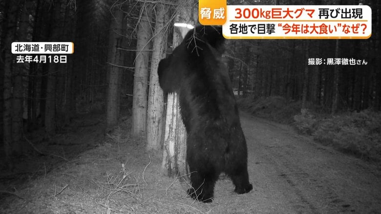 立ち上がるクマ