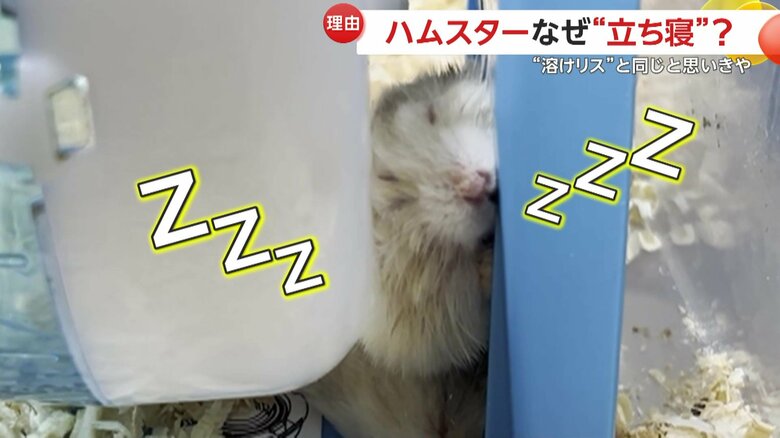 隙間で器用に立ち寝するハムスター（提供：草津熱帯圏）