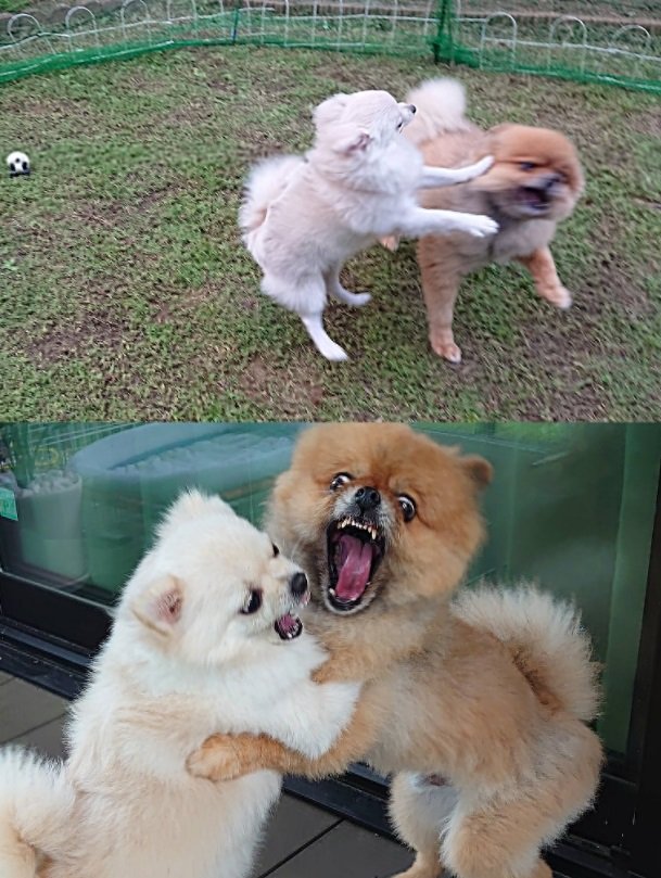 上の画像は子犬さんが本当に「子犬」だったころだそう