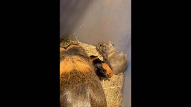 生まれたばかりの頃（提供：須坂市動物園）