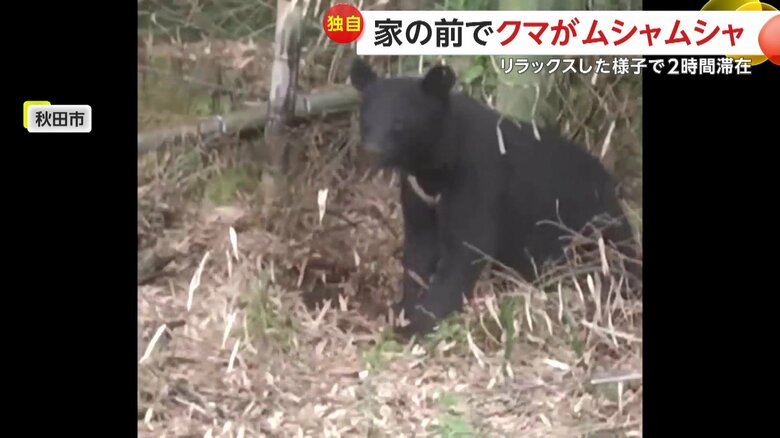 宅からわずか4ｍほどの場所で食事をしていたとみられるクマ