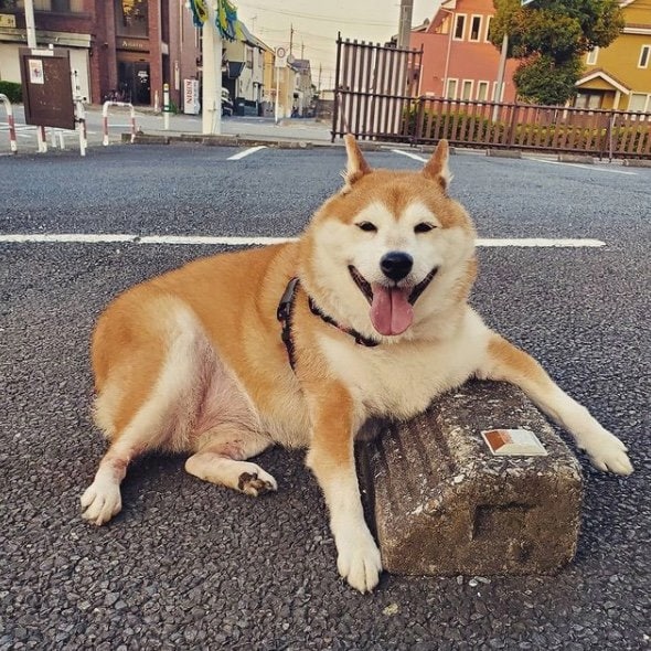 提供：柴犬ななさん