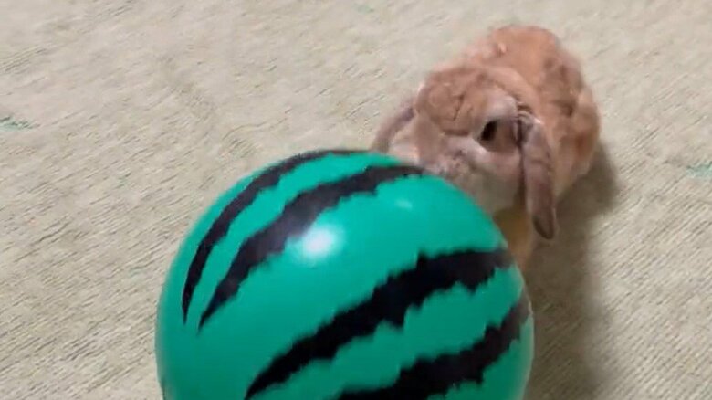 ボールで遊ぶキナオくん