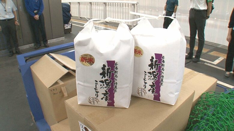 新米コシヒカリ