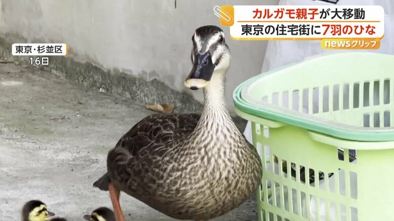 川を目指して移動するカルガモの親子