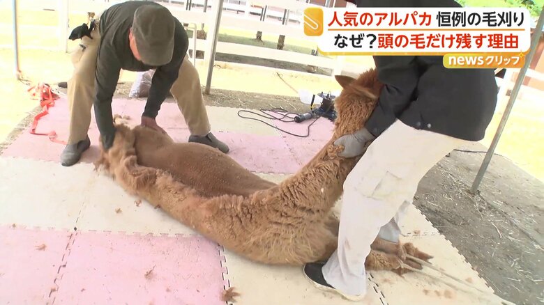 暑さに弱いため体を覆う分厚い毛を刈っていくアルパカ
