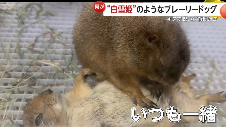 とっても仲がよく、食事も睡眠もいつも一緒だという2匹